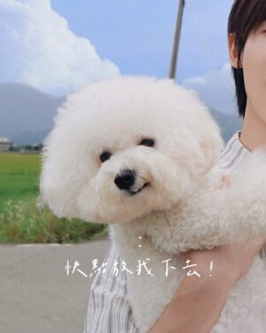 Kurt Huang Instagram - 女明星出門，累死保鑣。
@bichon.lunaaa