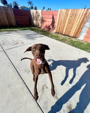 Ky Baldwin Instagram - Please help this amazing dog found in San Bernardino, California. Needs a forever home but temporary is at least desperately needed. We leave LA tomorrow. No rescues will take him - they have no room. A shelter said he would be euthanized. Help!