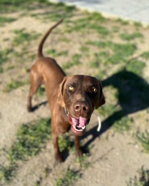 Ky Baldwin Instagram - Please help this amazing dog found in San Bernardino, California. Needs a forever home but temporary is at least desperately needed. We leave LA tomorrow. No rescues will take him - they have no room. A shelter said he would be euthanized. Help!