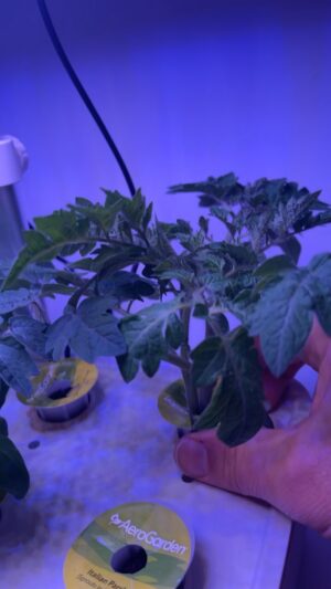 Kyle Newacheck Instagram - Growing stuff from seeds indoors.  No soil, just water.  This is honestly blowing my mind.