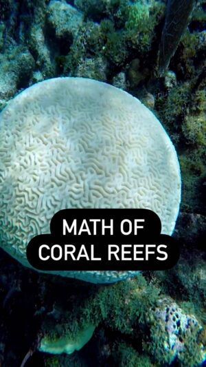 Kyne Santos Instagram - I went snorkelling in Belize and didnt expect to see so much beautiful math underwater 🤿🪸🐠 I went straight home to research why coral reefs grow the way they do and made this video right away!!