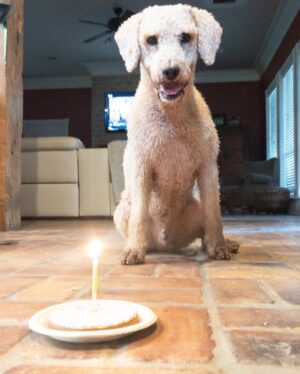 Laine Hardy Instagram - Happy 3rd Birthday to Jet. 🎉 He’s very special to me and is probably one of the best dogs i’ve had in my whole life. Always tryin to find a way to lift me up.