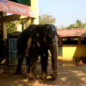 Laksha Shetty Instagram - Laxmi ❣️🤗 🏏
.
.
.
.
.
.
.
#elephant #kateel #audience #elephantbath #cricket #elephantgames #elephantlove #laxmi #instafam #instareels #instaelephant #elephantsofinstagram #elephantsofindia #elephantsofmangalore #mangalore #instagood #instapost #live #love #laugh #happyme #happy🐘