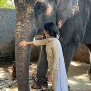 Laksha Shetty Instagram - Laxmi❣️❣️❣️❣️
.
.
.
.
.
.
.
.
.
.
.
.

#beautiful #calm #loving #intelegent #animal #elephant #love #happyme #instapost #instareels #instagood #reelitfeelit #happysoul #live #love #laugh #❣