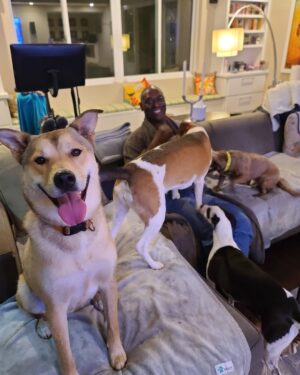 Lance Reddick Instagram - On screen and off, it's no surprise I love spoiling my dogs. @officialhardrock makes it easy with a full line of @johnwickmovie dog swag available at @hardrockhotels Unleashed locations, and a very special #NationalPuppyDay event at @hardrockhotelnyc to support @animalleague. Check out my story for more information. #HardRockJW4