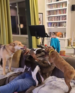 Lance Reddick Instagram - On screen and off, it's no surprise I love spoiling my dogs. @officialhardrock makes it easy with a full line of @johnwickmovie dog swag available at @hardrockhotels Unleashed locations, and a very special #NationalPuppyDay event at @hardrockhotelnyc to support @animalleague. Check out my story for more information. #HardRockJW4