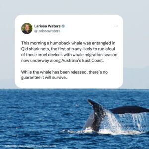 Larissa Waters Instagram - The Greens are again calling on the Queensland government for an urgent review of the state’s archaic system of shark nets and drum lines, after a humpback whale was entangled in nets off Kings Beach on the Sunshine Coast this morning.

Queensland’s shark control program is more than 50 years old and has killed more than 85,000 marine animals including sharks, turtles and dolphins. It's completely out of date and isn’t in line with community expectations for protecting swimmers without harming marine life.