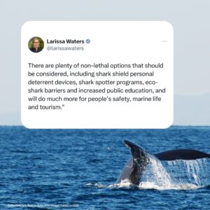 Larissa Waters Instagram - The Greens are again calling on the Queensland government for an urgent review of the state’s archaic system of shark nets and drum lines, after a humpback whale was entangled in nets off Kings Beach on the Sunshine Coast this morning.

Queensland’s shark control program is more than 50 years old and has killed more than 85,000 marine animals including sharks, turtles and dolphins. It's completely out of date and isn’t in line with community expectations for protecting swimmers without harming marine life.