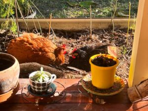 Larissa Waters Instagram - Vege patch update, I’m just growing chickens now! 🐔💚