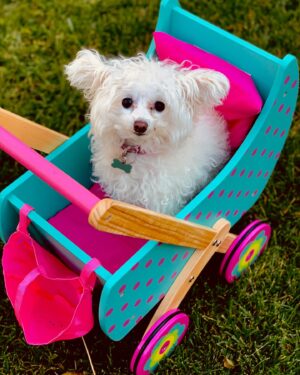 Larissa Wohl Instagram - I’ve been putting off this post because I don’t want it to be real 😢 My sweet baby Muppet is now in heaven with my mom 🌈 I rescued Mupper from @handinpaw after seeing her posted online. Muppet was my rescue baby for 9 years and quickly became my partner in crime. She came to work with me, slept with me, made me laugh every time she moved and secretly hated me. I always joked that she was the one who played hard to get with my affection. 

I know her quirky little face and sideways ears made a lasting impression on many people and I hope she inspired some to consider adopting and rescuing a little magical Muppet for themselves. Thank you to my Muppet for being by my side for so many (good and bad) seasons. I promised you I wouldn’t let you suffer and I hope I fulfilled that. Enjoy running and frolicking in heaven ❤️🌈❤️ I miss you and I’ll be posting about you forever and helping others in your name ❤️❤️❤️
•
•
•
#muppet #muppetbaby #untilwemeetagain #rip #rainbowbridge #imissyou #petrescueexpert #hallmarkchannel #homeandfamilytv #larissawohl #savedbythel #adopt #adoption #adoptdontshop #dog #dogs #dogsofinstagram #foster #fosteringsaveslives #mygirls #maltipoo #maltipoosofinstagram #instadogs #dogsofinstagram #smush #truelove
#dogmom #fourpaws