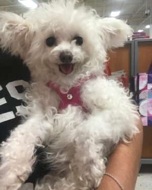 Larissa Wohl Instagram - I’ve been putting off this post because I don’t want it to be real 😢 My sweet baby Muppet is now in heaven with my mom 🌈 I rescued Mupper from @handinpaw after seeing her posted online. Muppet was my rescue baby for 9 years and quickly became my partner in crime. She came to work with me, slept with me, made me laugh every time she moved and secretly hated me. I always joked that she was the one who played hard to get with my affection. 

I know her quirky little face and sideways ears made a lasting impression on many people and I hope she inspired some to consider adopting and rescuing a little magical Muppet for themselves. Thank you to my Muppet for being by my side for so many (good and bad) seasons. I promised you I wouldn’t let you suffer and I hope I fulfilled that. Enjoy running and frolicking in heaven ❤️🌈❤️ I miss you and I’ll be posting about you forever and helping others in your name ❤️❤️❤️
•
•
•
#muppet #muppetbaby #untilwemeetagain #rip #rainbowbridge #imissyou #petrescueexpert #hallmarkchannel #homeandfamilytv #larissawohl #savedbythel #adopt #adoption #adoptdontshop #dog #dogs #dogsofinstagram #foster #fosteringsaveslives #mygirls #maltipoo #maltipoosofinstagram #instadogs #dogsofinstagram #smush #truelove
#dogmom #fourpaws
