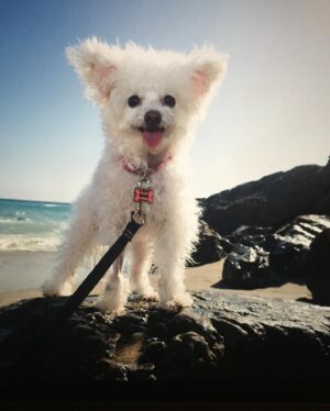 Larissa Wohl Instagram - I’ve been putting off this post because I don’t want it to be real 😢 My sweet baby Muppet is now in heaven with my mom 🌈 I rescued Mupper from @handinpaw after seeing her posted online. Muppet was my rescue baby for 9 years and quickly became my partner in crime. She came to work with me, slept with me, made me laugh every time she moved and secretly hated me. I always joked that she was the one who played hard to get with my affection. 

I know her quirky little face and sideways ears made a lasting impression on many people and I hope she inspired some to consider adopting and rescuing a little magical Muppet for themselves. Thank you to my Muppet for being by my side for so many (good and bad) seasons. I promised you I wouldn’t let you suffer and I hope I fulfilled that. Enjoy running and frolicking in heaven ❤️🌈❤️ I miss you and I’ll be posting about you forever and helping others in your name ❤️❤️❤️
•
•
•
#muppet #muppetbaby #untilwemeetagain #rip #rainbowbridge #imissyou #petrescueexpert #hallmarkchannel #homeandfamilytv #larissawohl #savedbythel #adopt #adoption #adoptdontshop #dog #dogs #dogsofinstagram #foster #fosteringsaveslives #mygirls #maltipoo #maltipoosofinstagram #instadogs #dogsofinstagram #smush #truelove
#dogmom #fourpaws
