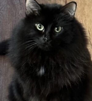 Laura Ashley Samuels Instagram - Welp. I guess I have a cat now. This is Rosemary. Rose. Roz. Elvira. Mistress of the dark. Kitty. Parmesan. Miss lady. She has a lot of names. And comes to all of them. I mostly enjoy how much she enjoys sitting on my lap!