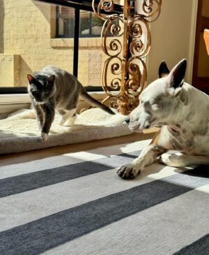 Laura Vissaritis Instagram - In many cases, dogs and cats can get along famously. If you need some advice, pop your question in the comments below! 

Talent: Mouse and Harry 
Dressed by: Nature