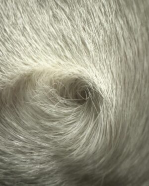 Laura Vissaritis Instagram - Anyone who adores their dog like I love this guy, will immediately know where to find this magical swirl

#dog #lovemydog #love
