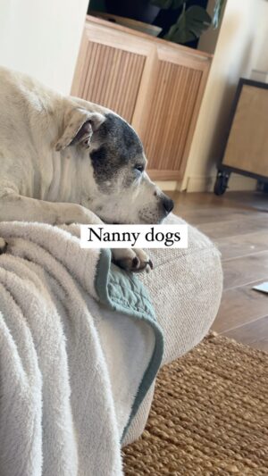 Laura Vissaritis Instagram - It takes a village. #nannydogs #staffy