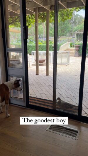 Laura Vissaritis Instagram - This is what exceptional impulse control looks like. Very proud of his incredible progress. Amazing what happens when you reciprocate unconditional love.