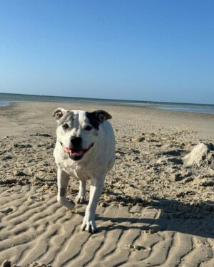 Laura Vissaritis Instagram - A dog park/beach might actually be a lazy man’s choice…

Language is one of the most advanced tools we have as humans. But our language is for humans, by humans, and from humans. 

Dogs have their own extraordinary and sophisticated language. If we choose to bring them into our lives, then it is our responsibility to learn and understand how they talk. It is very different to how we talk. 

I’m sitting opposite a dog park right now, and all I can hear is human voices yelling out english sentences, half heartedly directed at their dogs. Not one word is positive, they are all directive and demanding words. There is no attempt to understand what the dog is saying back. Naturally the dog is not listening, because the words mean nothing to him.

- Try being silent and observe your dog. 
- Dog parks are not human social venues.
- Don’t go to a park if you and your dog lose your relationship at the entry gate.
- Move and act as your dog’s advocate at all times 
- Prevent incidents, rather than reacting to them! That may mean you don’t go to dog parks. Find a better way to entertain your best friend. The same dog park every day may actually be a bit lazy on your end.