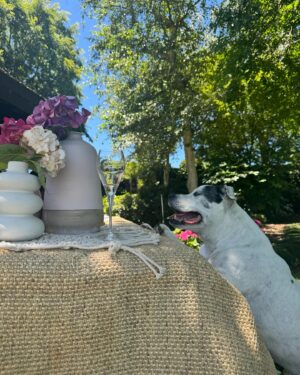 Laura Vissaritis Instagram - Since I can remember, @debortoliyarravalley have been big supporters of @3aw693, so we wanted to see what it was all about.
If you love scenic views, scrumptious food, excellent service, beautiful wine (I didn’t have any #babyonway) and space for your best 4 legged friend to explore, then we highly recommend. Chester even got special snacks. We will be back!