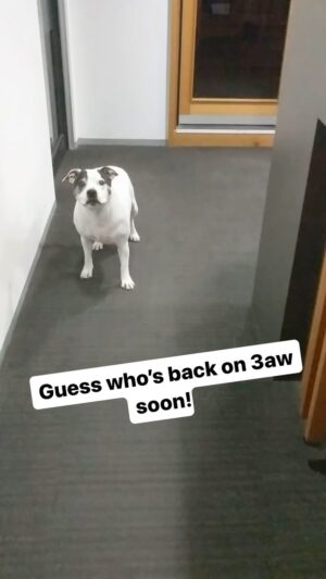 Laura Vissaritis Instagram - We’re back baby! Tuesday 4th June 2.30pm @3aw693
