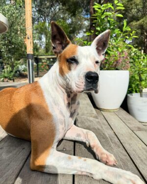 Laura Vissaritis Instagram - What breed mix do you think Harry could be? 

To me, he seems like a mix of pharaoh hound, kelpie and bull breed. And 100% damn handsome too! What do you think?