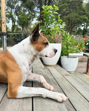 Laura Vissaritis Instagram - What breed mix do you think Harry could be? 

To me, he seems like a mix of pharaoh hound, kelpie and bull breed. And 100% damn handsome too! What do you think?