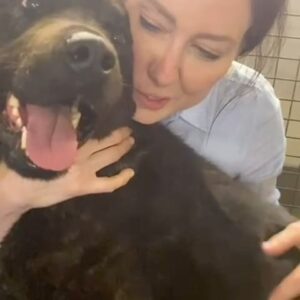 Laura Vissaritis Instagram - Pound dogs = best dogs! 
This guy was one of the beauties from our series New Leash On Life in @abciview with @joelcreasey. Remember this gorgeous guy Joel? :) xx
Every dog deserves unconditional love and it was our mission to deliver that.
