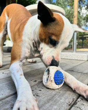 Laura Vissaritis Instagram - What breed mix do you think Harry could be? 

To me, he seems like a mix of pharaoh hound, kelpie and bull breed. And 100% damn handsome too! What do you think?