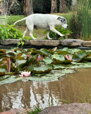 Laura Vissaritis Instagram - Exercise is so much more than a walk around the block. 

Exercise is mind, body and spirit related where all three intertwine. For me, my dogs insist on safe yet novel experiences not just for their physical health but for their mental health too. 

Here Chester is practising his balance across my dam, as he explores the new smells of the morning. The ducks, the roos, the evening fox droppings are all letters to him about his home and who he shares it with. 

Try to forget about the dog park or the walk around the block but expand your routine as you expand your mind as well as your dogs mind. Visit new places, mix things up, change direction here and there and always keep your dog safe. Safety from their point of view that is, not just ours. 

Share where you go on adventures and give others ideas for their dog. 

#laurav #bestlife