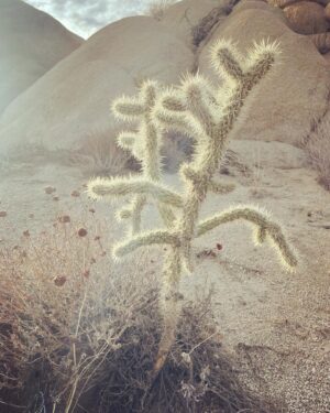 Lauren Lee Smith Instagram - Yucca valley with @doktadil 🌵❤️

@starbelovedtempleranch 🧚🏻‍♂️🙏🏻