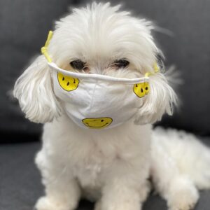 Lauren Weisberger Instagram - Stella, doing her part. 🐶 😷