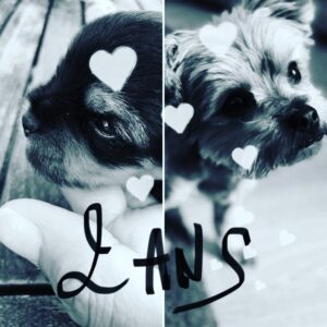 Laurent Kerusoré Instagram - Joyeux anniversaire Mademoiselle Denise... deux ans déjà! #anniversaire #mademoiselledenise #birthday #yorkshireterrier #yorkshire #yorkiesofinstagram #happydog #ilovemydog #2ans #picoftheday #💕