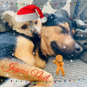 Laurent Kerusoré Instagram - Denise et Lucky vous souhaitent à leur façon, un très joyeux Noël. On les retrouve très vite pour de nouvelles aventures canines #denise #lucky #joyeuxnoël #noël #noël2022 #ilovemydog #yorkshire #yorkshireterrier #kekene #🎄🎅
