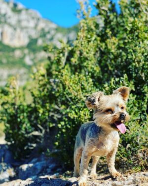 Laurent Kerusoré Instagram - Très loin des plateaux et de plus en plus proche de la réalité… bientôt la fin d’une période. Affaire à suivre #baladeenamoureux #automne #heureux #ilovemydog #nature #gorgesduverdon #verdon #alpesdehauteprovence #amoureux