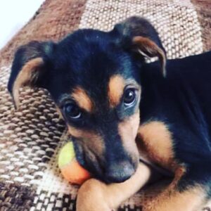 Laurent Kerusoré Instagram - Je vous présente Lucky le nouvel enfant de la famille! Jeune chiot Marocain trouvé au bord d’une route. Vous comprenez pourquoi j’ai craqué en voyant cette gueule d’amour. Nous attendions son passeport et c’est chose faite. Il arrive en France en début de semaine et je vais le chercher le week-end prochain! J’ai hâte et Denise aussi #chiot #ilovemydog #maroc #chienmarocain #amour #sauvédeseaux #nouvelamour #lafamillesagrandit #♥️