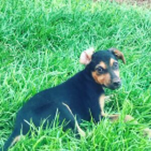 Laurent Kerusoré Instagram - Je vous présente Lucky le nouvel enfant de la famille! Jeune chiot Marocain trouvé au bord d’une route. Vous comprenez pourquoi j’ai craqué en voyant cette gueule d’amour. Nous attendions son passeport et c’est chose faite. Il arrive en France en début de semaine et je vais le chercher le week-end prochain! J’ai hâte et Denise aussi #chiot #ilovemydog #maroc #chienmarocain #amour #sauvédeseaux #nouvelamour #lafamillesagrandit #♥️