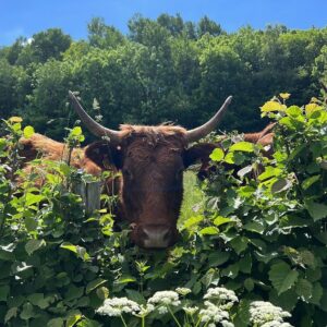 Laurent Mariotte Instagram - Bien arrivé dans le Cantal pour de nouveaux petits plats ! #salers 
@cantalauvergne @tf1 @tf1factory