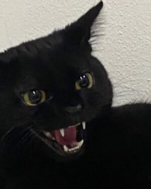Lea Vlamos Instagram - kitty happy ( how i feel vs how it is)