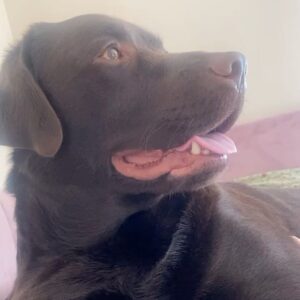 Leah Dizon Instagram - Chonk update 🐾