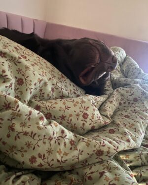 Leah Dizon Instagram - Chonk update 🐾