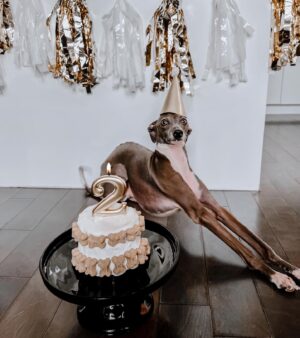 Léanne Lévesque Instagram - On fête le deuxième anniversaire de Louis aujourd’hui mais aussi son premier un an sans accident 🥳🎉 Svp faites que ça continue comme ça 🙏🏻 Bonne fête mon écrevise préféré 🖤 #iggy #italiangreyhound