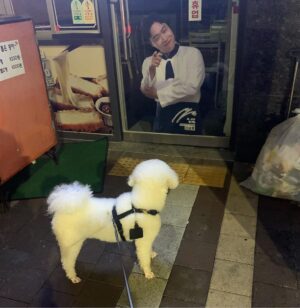 Lee Sang-jun Instagram - 멍뭉이들은 잘생긴사람을 보면 멈칫함?