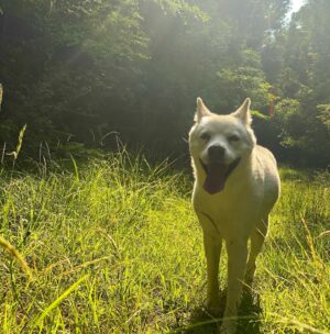 Lee Sang-soon Instagram - 구아나야, 기분좋아?