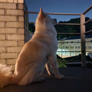 Lee Yeon-bok Instagram - 우리 생일이 하고 저녁 옥상에 올라가면 저렇게 하늘을 보면 1시간 이상 삼매경에 빠져있는데 무슨 생각을 할까? 때로는 누워서 궁금하다? 요즘은 갈수록 얌전해지는 것 같아 대견스럽다. #생일 #옥상 #하늘 #삼매경 #궁금 #얌전 #대견스럽다#생일이