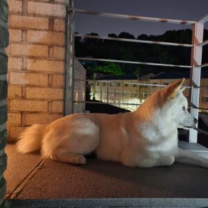 Lee Yeon-bok Instagram - 우리 생일이 하고 저녁 옥상에 올라가면 저렇게 하늘을 보면 1시간 이상 삼매경에 빠져있는데 무슨 생각을 할까? 때로는 누워서 궁금하다? 요즘은 갈수록 얌전해지는 것 같아 대견스럽다. #생일 #옥상 #하늘 #삼매경 #궁금 #얌전 #대견스럽다#생일이