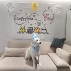 Lee Yeon-bok Instagram - 우리 생일이 가  저희집에 들어온지 4년째 맞이하는 생일 입니다  처음에 정말 많이 아프고 병도 많았는데 지금은 너무 건강 하답니다 
앞으로 건강 하게 오래 오래 행복하게 살자 ~♡
#사지말고입양하세요 
#유기견 #생일이#이연복
