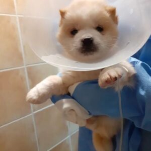 Lee Yeon-bok Instagram - 우리 생일이 가  저희집에 들어온지 4년째 맞이하는 생일 입니다  처음에 정말 많이 아프고 병도 많았는데 지금은 너무 건강 하답니다 
앞으로 건강 하게 오래 오래 행복하게 살자 ~♡
#사지말고입양하세요 
#유기견 #생일이#이연복