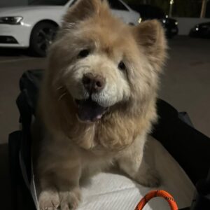 Lee Yeong-jin Instagram - 무더웠던 6월의 마지막 날.
14년간 함께 한 크림이가 무지개다리를 건넜습니다.
아직까지…실감이 나지 않고
종종 멍해지네요.
크림이를 아껴주신 모든 분들 감사합니다.
