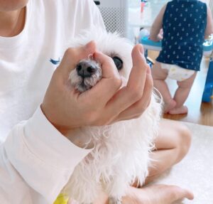 Lee Yong-jin Instagram - 반려동물과 함께하는 유기동물 기부캠페인
#코자랑챌린지#비코
게시물 1개당 사료 100g씩 적립되어 사료 1톤(1000kg)을 유기동물 보호소에 기부한다고 합니다.
