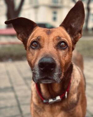 Lenka Zahradnická Instagram - Láska chlupatá.
Holka, co nikdy neodmlouvá a na sebeblbější nápad přistoupí s nadšením.
Holka s trpělivostí, jejíž špetku bych potřebovala.
Holka, která očima řekne absolutně všechno.
Holka, která už slyšela a trpělivě vyslechla nespočet trápení a radostí.
Holka, která má srdce tak veliké, že by se tam vešel celý svět.
Už má trochu šedou bradičku, když to přežene a hraje si na mladici, tak je pak trochu pokulháníčko, ale jinak je to kráska výstavní.
Vypadá šťastně, má apetit, radost ze života a já si strašně přeju ať jí to vydrží. 
#frantiska #laskachlupata #bezpodminecnalaska #pesnejlepsipritelcloveka